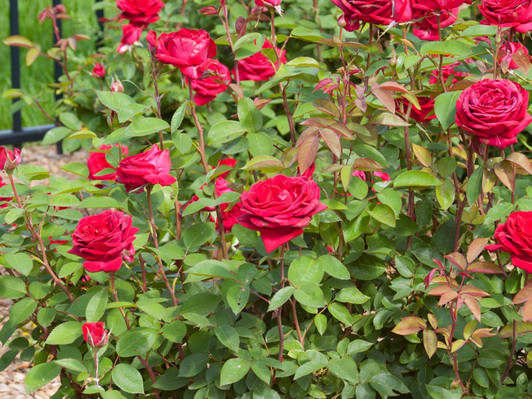 Image Courtesy Bailey Nurseries, Inc.