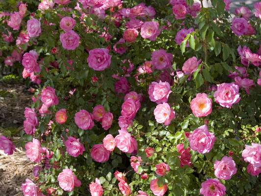 Image Courtesy Bailey Nurseries, Inc.