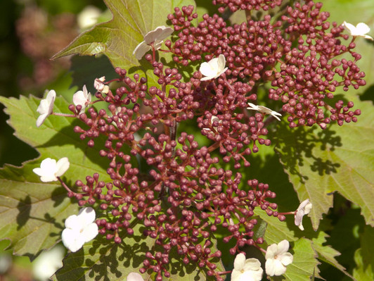 Image Courtesy Bailey Nurseries, Inc.