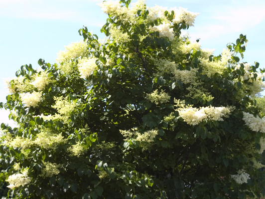 Image Courtesy Bailey Nurseries, Inc.