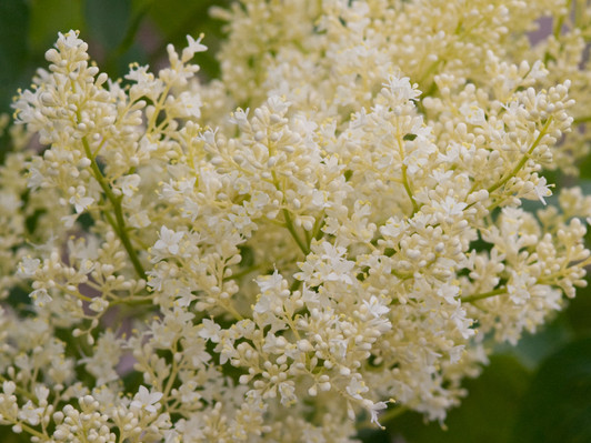 Image Courtesy Bailey Nurseries, Inc.