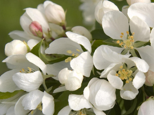 Image Courtesy Bailey Nurseries, Inc.