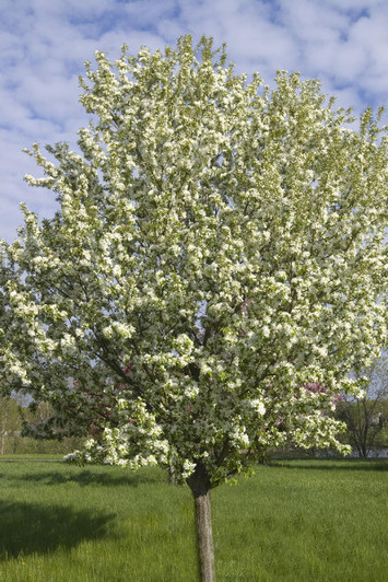 Image Courtesy Bailey Nurseries, Inc.