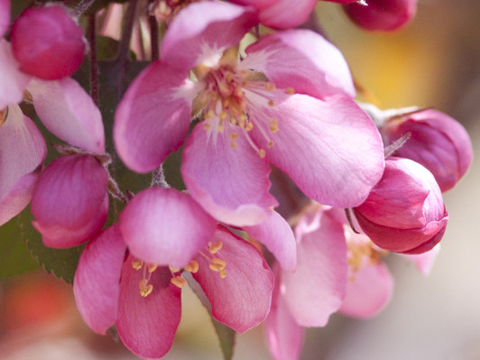 Image Courtesy Bailey Nurseries, Inc.