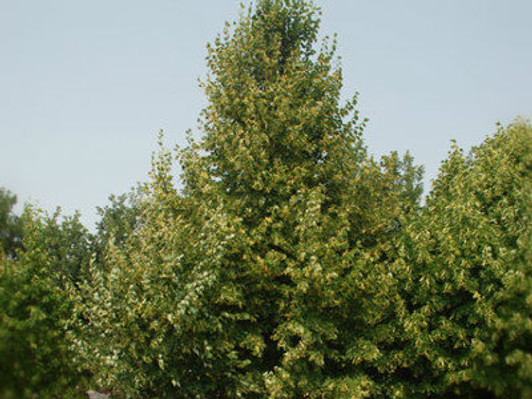 Image Jerry Anderberg & Associates, Inc. All rights reserved.