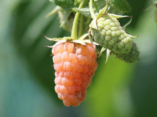 Image by zoosnow from Pixabay 