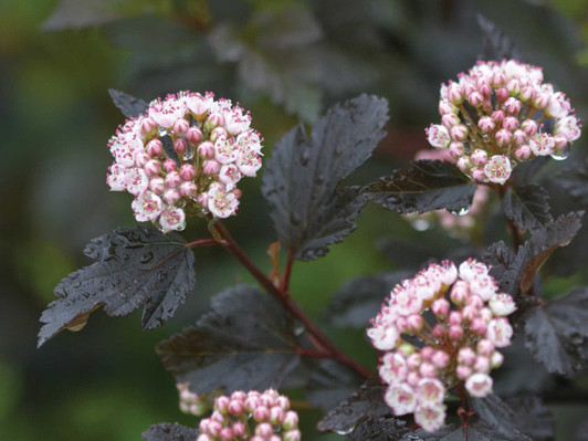 Image Courtesy Bailey Nurseries, Inc.