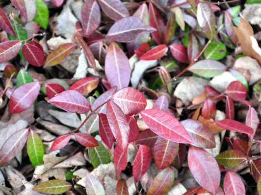 Late Fall/Winter Color