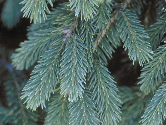 Image Courtesy Bailey Nurseries, Inc.