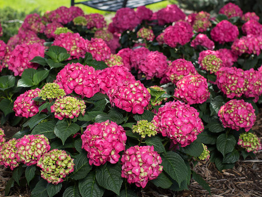 Color in alkaline conditions.
Image Courtesy Bailey Nurseries, Inc./Endless Summer Plants