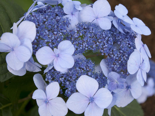 Color in acidic conditions. 
Image Courtesy Bailey Nurseries, Inc./Endless Summer Plants