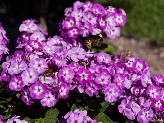 Image Courtesy Bailey Nurseries, Inc./First Editions Plants