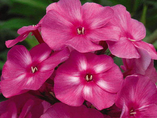 Image Courtesy Bailey Nurseries, Inc./First Editions Plants