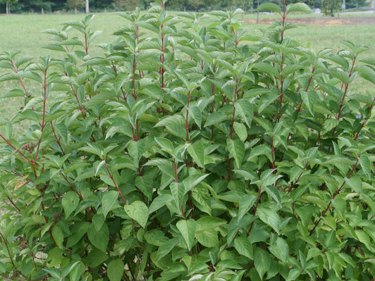 Image Courtesty Bailey Nurseries, Inc.