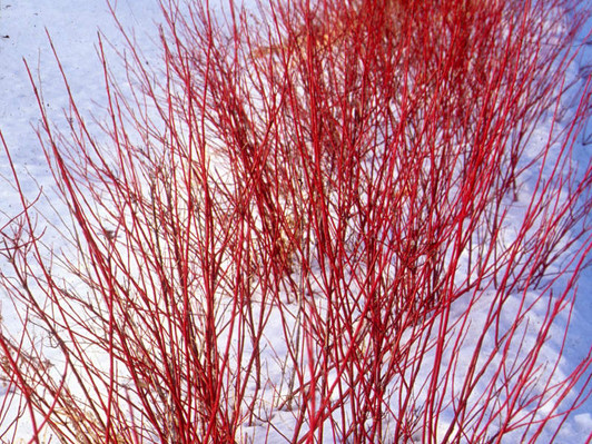 Image Courtesty Bailey Nurseries, Inc.