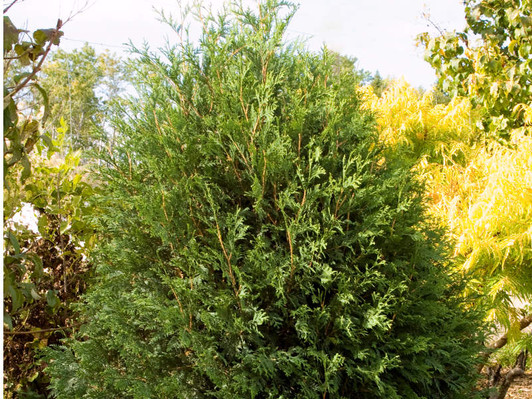 Image Courtesy Bailey Nurseries, Inc./First Editions Plants