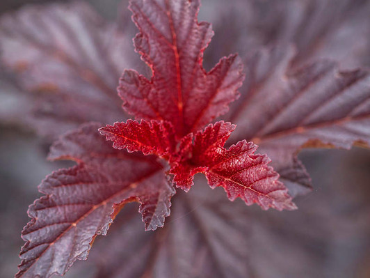 Image Courtesy Bailey Nurseries, Inc./First Editions Plants