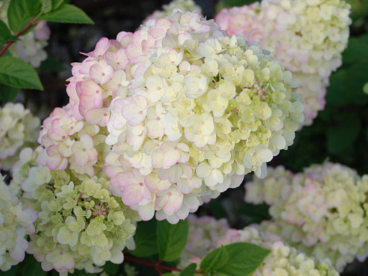 Image Courtesy Bailey Nurseries, Inc./First Editions Plants