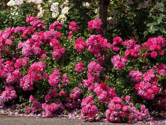 Shrub Rose, All the Rage - Switzer Landscaping & Nursery