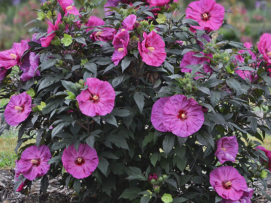 Image Courtesy Walters Gardens, Inc./Proven Winners, LLC