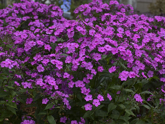 Phlox, Cloudburst
