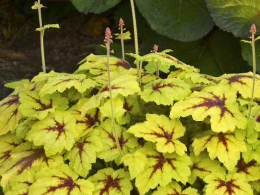 Image Courtesy Walters Gardens, Inc.