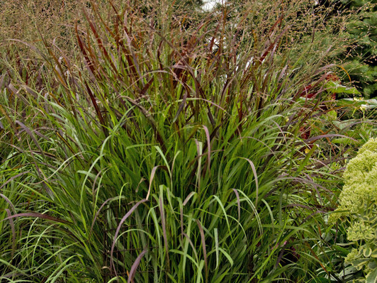 Panicum virgatum 'Cheyenne Sky'
Image Courtesy Walters Gardens, Inc.