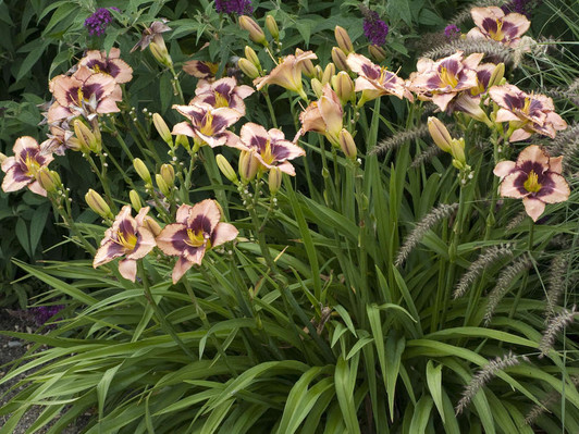 Daring Deception Daylily - Hemerocalis
Image Courtesy Walters Gardens, Inc.