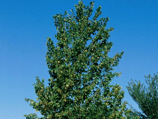 Tilia 'Boulevard' Linden
Image Courtesy Bailey Nurseries, Inc.