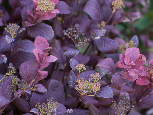 Pink Sparler Spirea Fall Color
Image Courtesy Bailey Nurseries, Inc./First Editions Plants