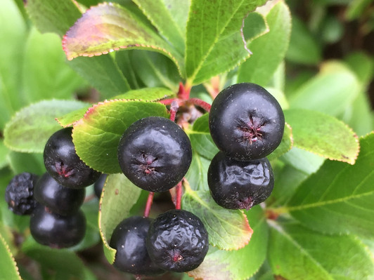 Fruit - Chokeberry- Aronia, Low Scape Mound
Image Courtesy Proven Winners, LLC