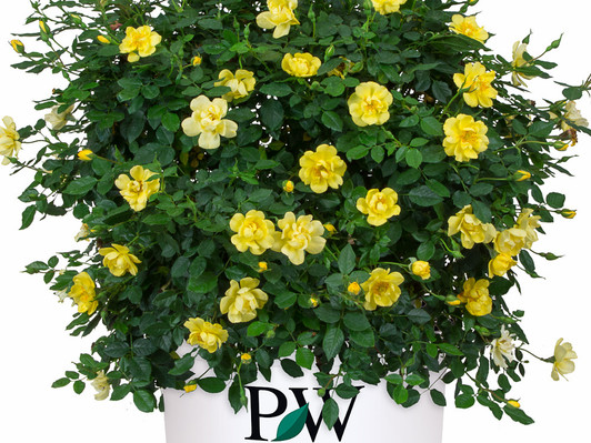Rosa Oso Easy Lemon Zest
Image Courtesy Proven Winners LLC