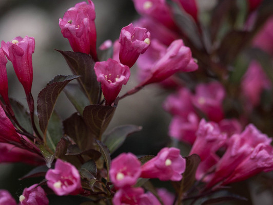 Wine & Roses Weigela florida
Image Courtesy Proven Winners, LLC