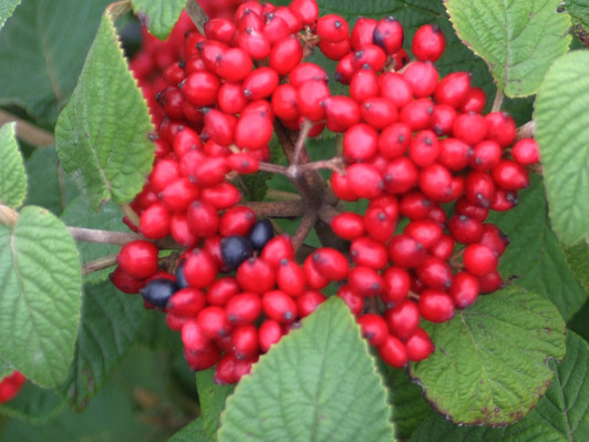 Red Balloon® Viburnum x rhytidophylloides 'Redell'
Image Courtesy Proven Winners, LLC