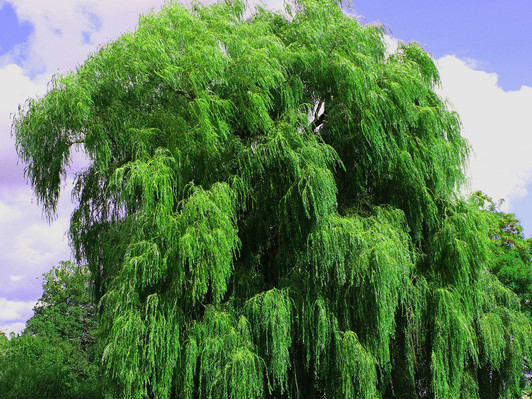 Weeping Willow
Salix alba
Image Courtesy Pixabay