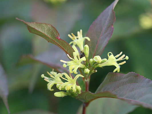 Diervilla, Kodiak Red
Image Courtesy Proven Winners