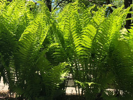 Athyrium filix-femina
Image Switzer Landscaping, LLC. All rights reserved.