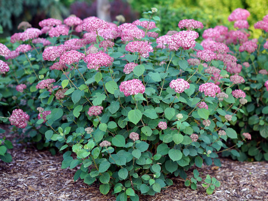 Hydrangea4937　1202 Lowe's Multicolor Bloomstruck Reblooming Hydrangea Flowering