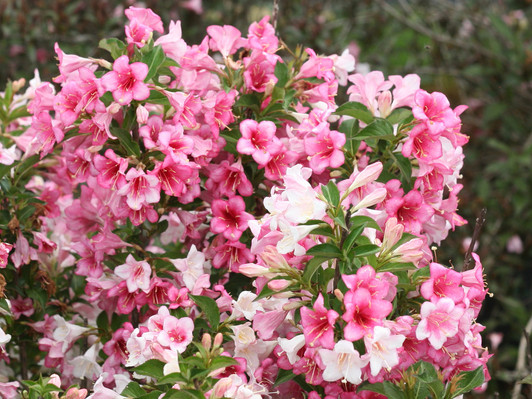 Czechmark Trilogy® Weigela florida 'VUKOZGemini'
Image Courtesy Proven Winners, LLC