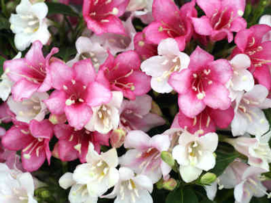 Czechmark Trilogy® Weigela florida 'VUKOZGemini'
Image Courtesy Proven Winners, LLC