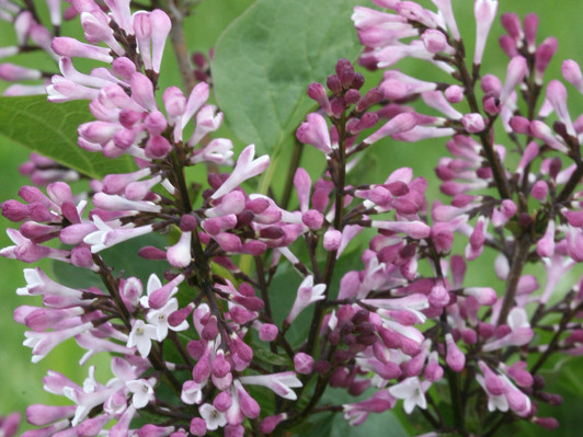 Baby Kim™ Syringa x 'SMNSDTP' Lilac
Image Courtesy Proven Winners, LLC
