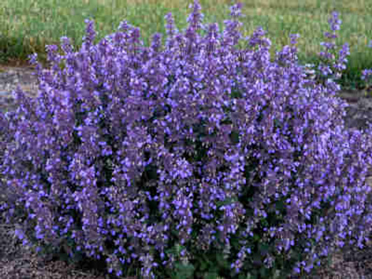 'Cat's Pajamas' Nepeta hybrid Catmint
Image Courtesy Proven Winners, LLC