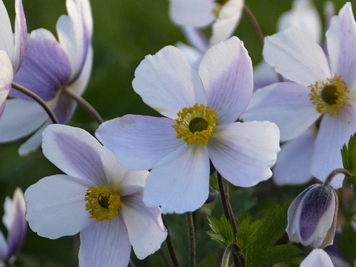 Anemone, 'Wild Swan' - Switzer Landscaping & Nursery