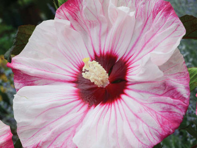 Hibiscus, Cherry Cheesecake