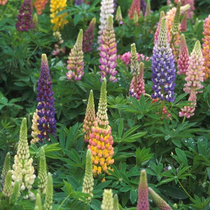 Lupine, Russell Hybrid Mix