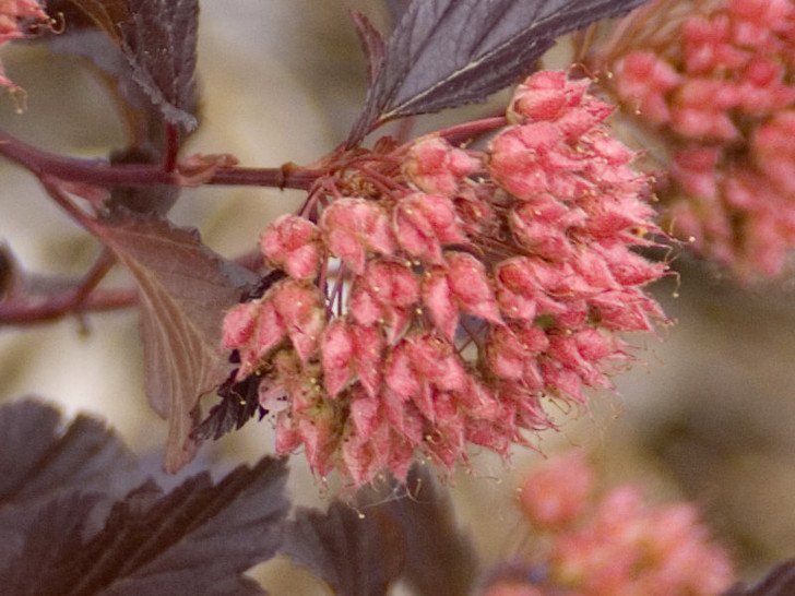 Ninebark, Summer Wine