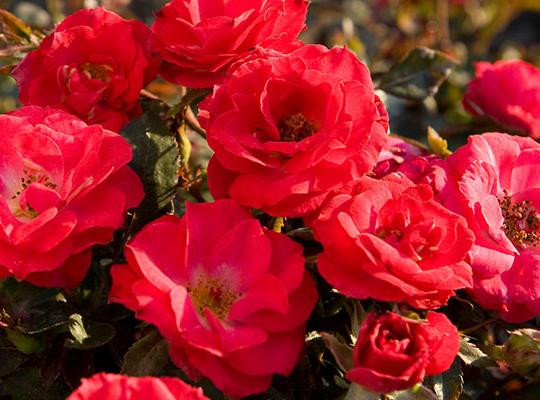 roseberryさん Helleborus 'Whirlwind Romance' (Lenten Rose) - Keeping It Green