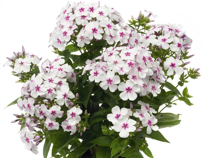 Phlox, White Eye Flame