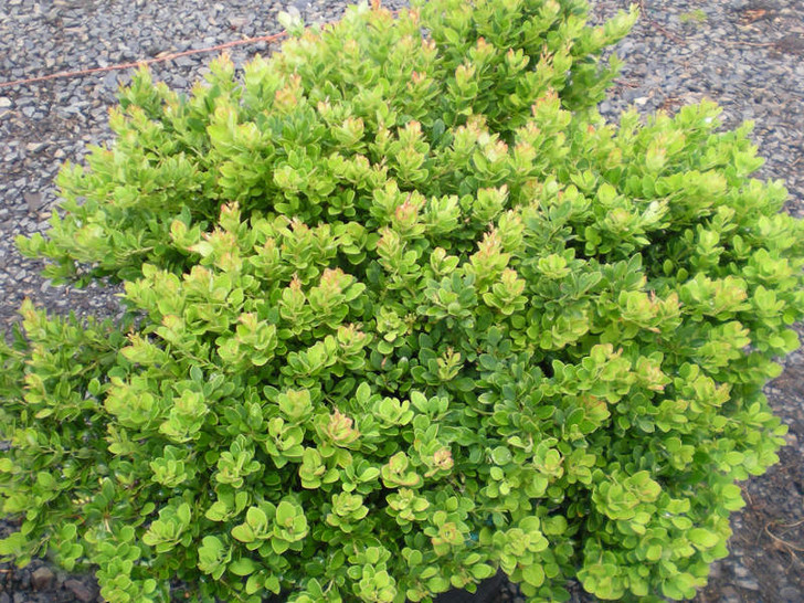 Barberry, Moscato - Switzer Landscaping & Nursery