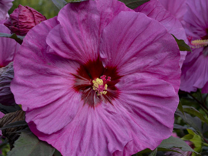 GARDEN ビューティフル Beautiful English follows Japanese 水庭 / Water Garden Photo by